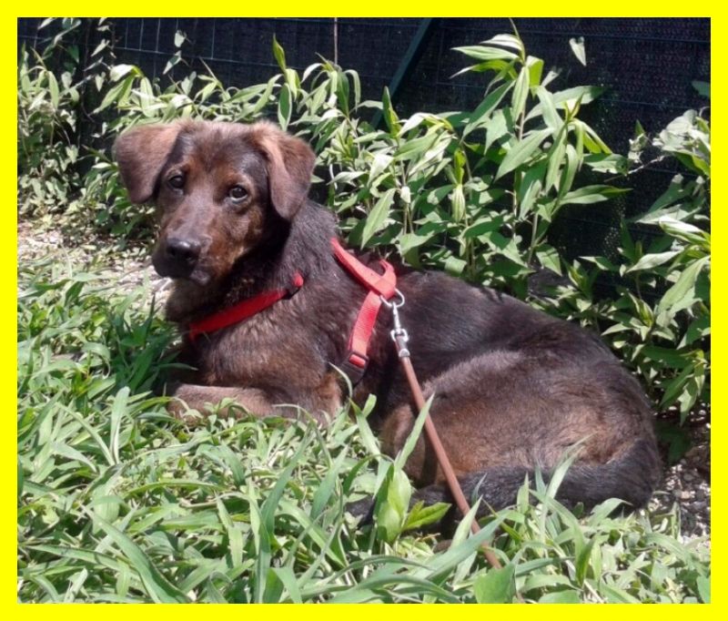 PEKI mix labradorina chocolate 2 anni