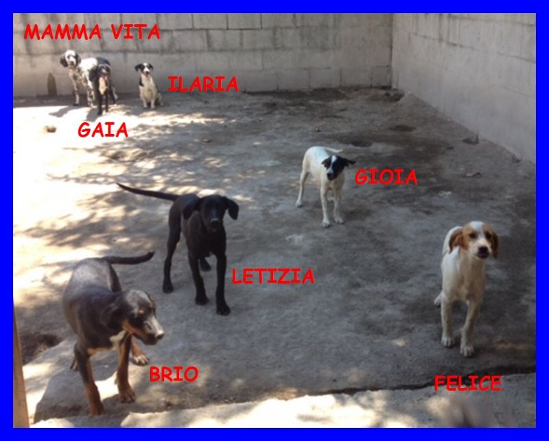 MAMMA VITA ED I SUOI 6 CUCCIOLI tutti in canile