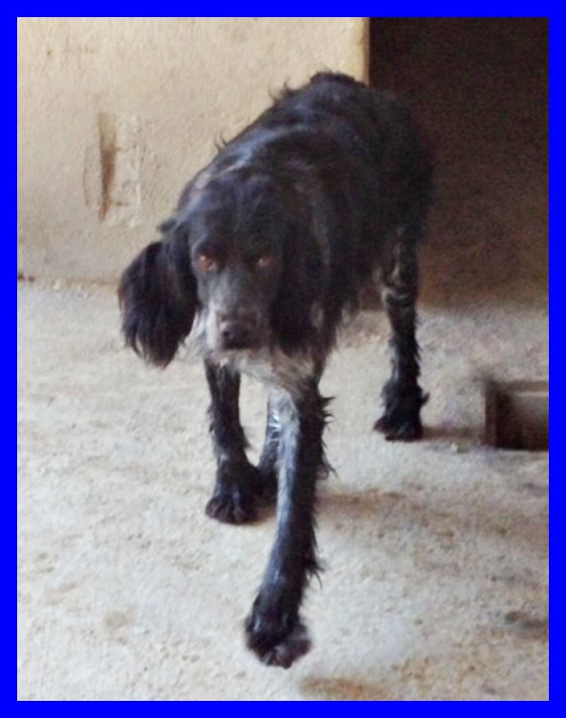 CUSTER dolcissimo e buonissimo non merita la prigionia