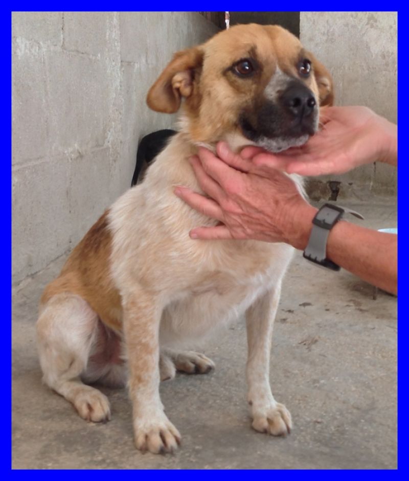 ADOTTATO BRANDY nanerottolo affettuoso appena entrato in canile