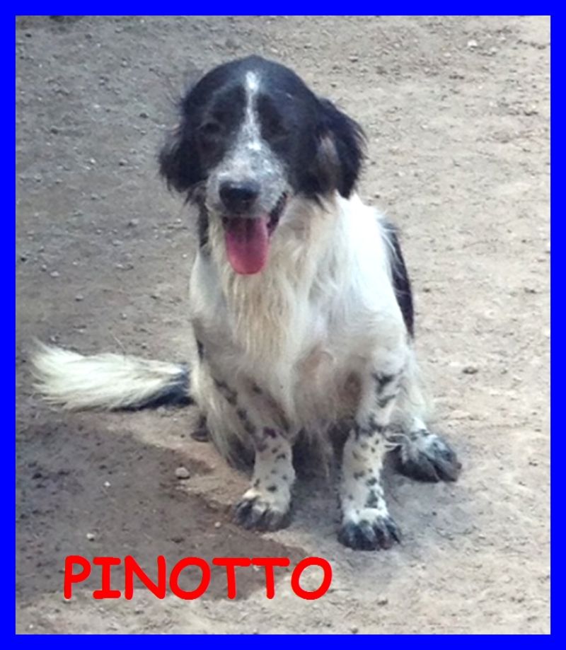 GIANNI E PINOTTO cuccioloni bellissimi tg medio piccola 