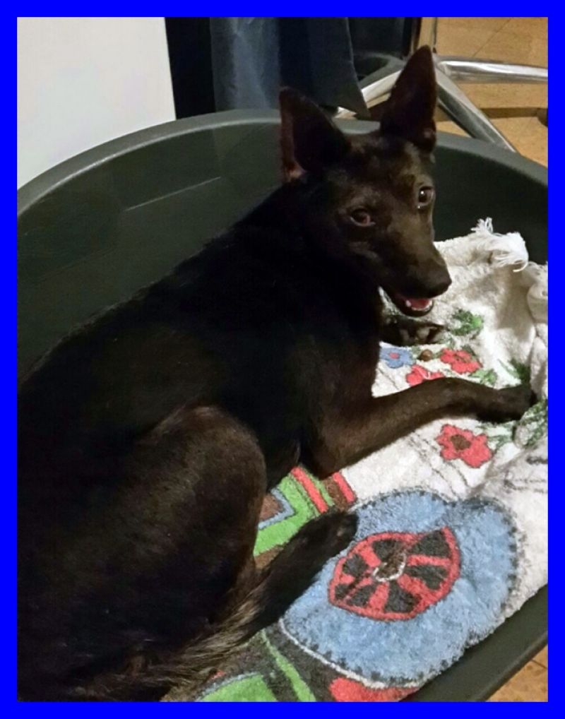 MILA cucciolona guarita pronta per l'adozione