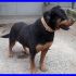 NANA rottweiler abbandonata dalla sua famiglia