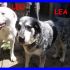 LEO E LEA dopo una vita di privazioni li buttano via URGENTE