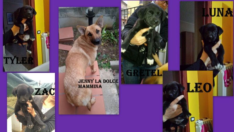 CUCCIOLATA CON MAMMA in canile 