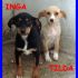 INGA E TILDA cucciole 5 mesi nate per strada e ora in canile