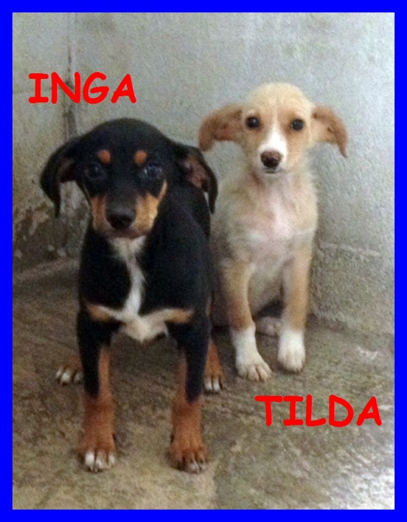 INGA E TILDA cucciole 5 mesi nate per strada e ora in canile