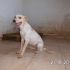 CESCA cagnolina maltrattata cerca mamma subito