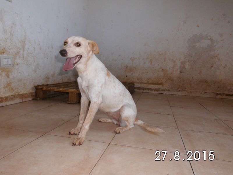 CESCA cagnolina maltrattata cerca mamma subito