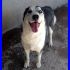 JOY mix alaskan malamute un cane speciale rinchiuso