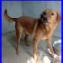 SBALLO mix labrador retriver splendido