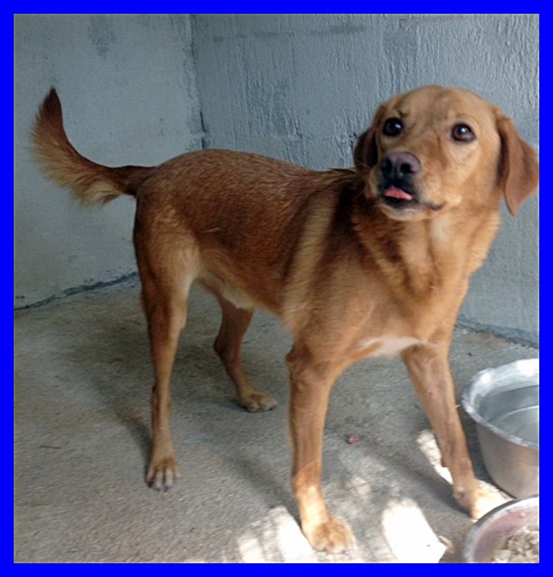 SBALLO mix labrador retriver splendido