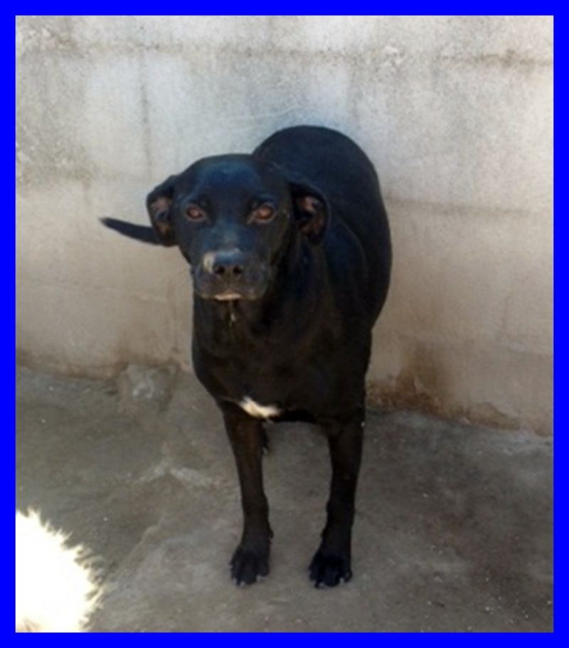 ADOTTATO INK dolcissimo cagnolino tg media da 2 anni in canile