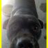 POLIFEMO mix cane corso buonissimo e coccolone