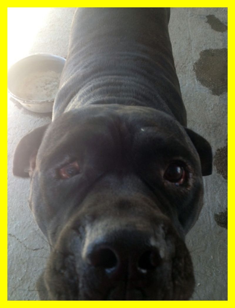 POLIFEMO mix cane corso buonissimo e coccolone