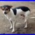 BILLO mix jack russel tg molto piccola spaventato in canile