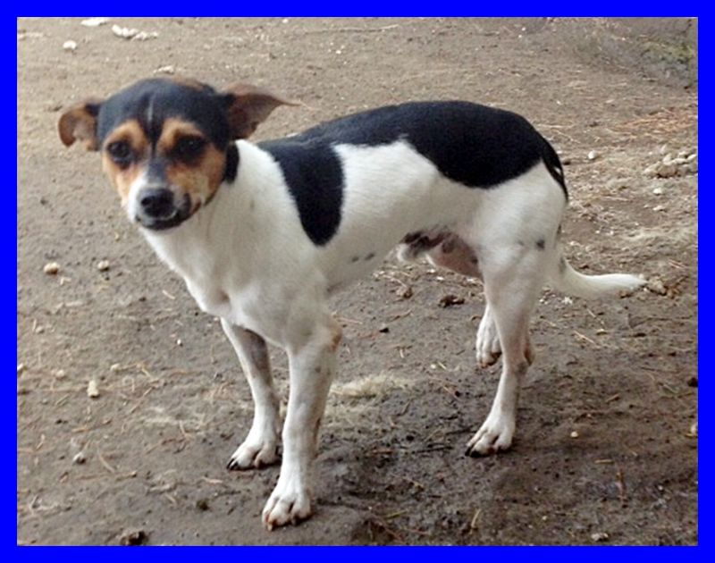 BILLO mix jack russel tg molto piccola spaventato in canile