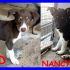 SID E NANCY teneri cuccioli di 5 mesi tg medio piccola