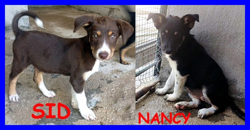 SID E NANCY teneri cuccioli di 5 mesi tg medio piccola