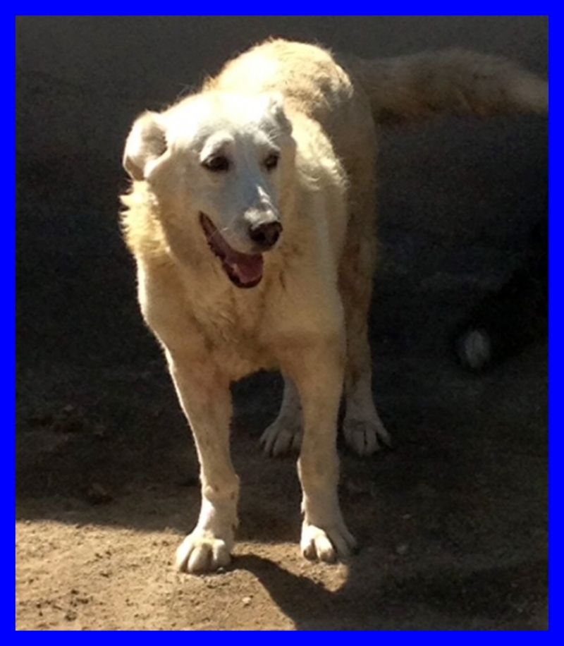 AURA mix maremmana bellissima patatona