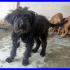 RICO cucciolo 4 mesi terrierino tg piccola