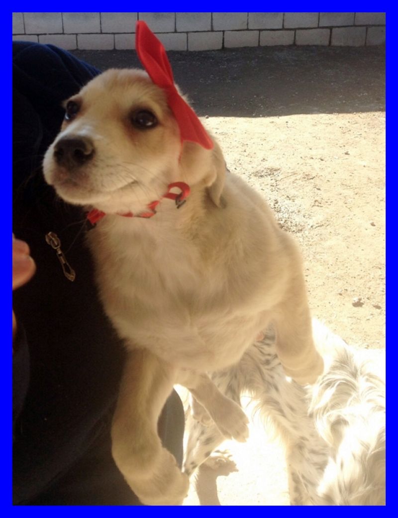 LASAGNA cucciola 4 mesi tg medio piccola cerca mamma