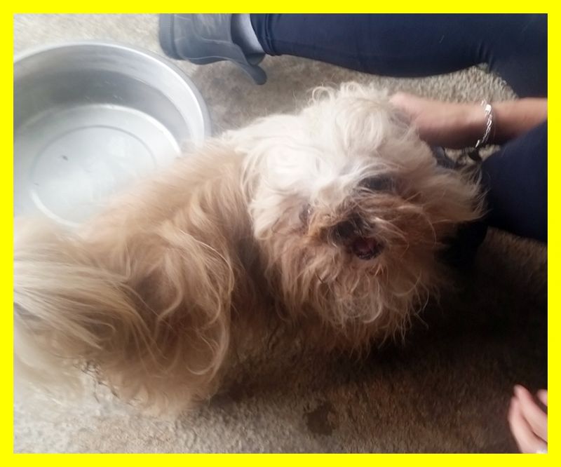 RAY pechinesino anziano appena abbandonato