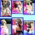 FIORELLA con i suoi 5 cucciolini in canile
