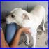 GALA mix labrador affettuosissima perfetta per tutti
