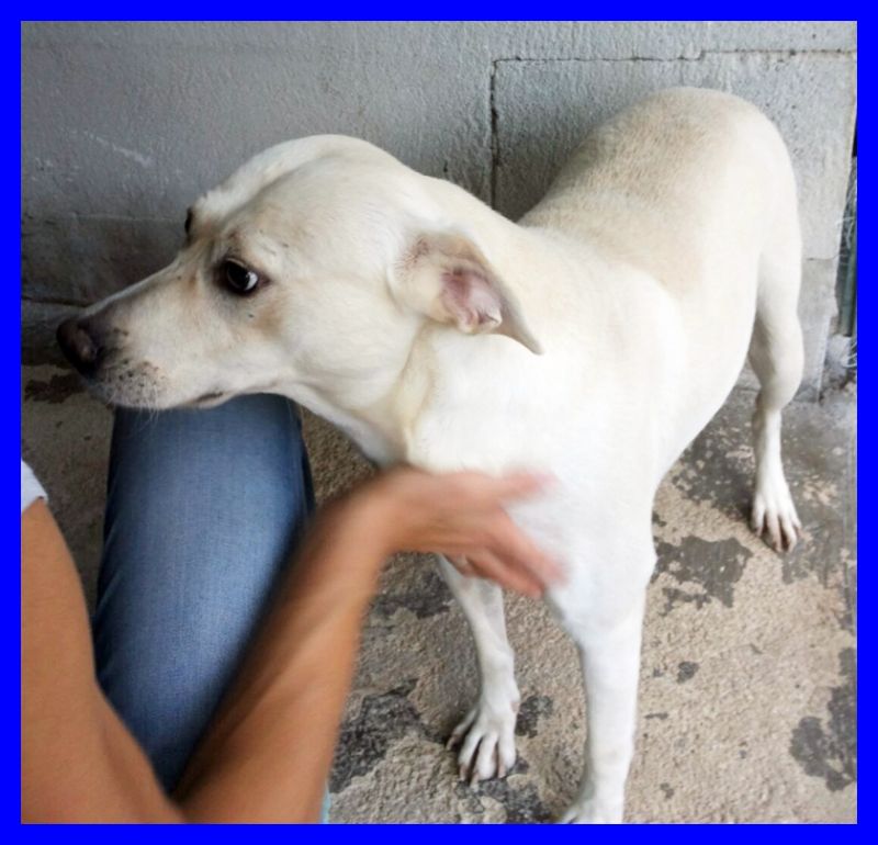 GALA mix labrador affettuosissima perfetta per tutti