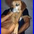 OTTO mxi beagle non giovanissimo ma super coccolone