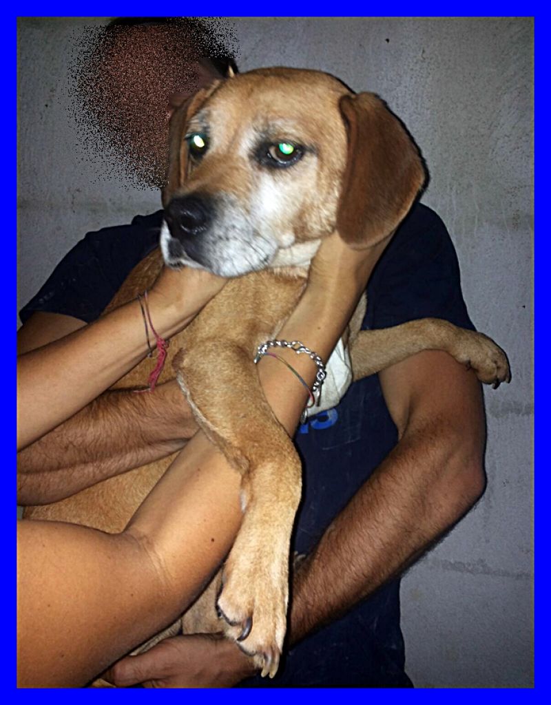 OTTO mxi beagle non giovanissimo ma super coccolone