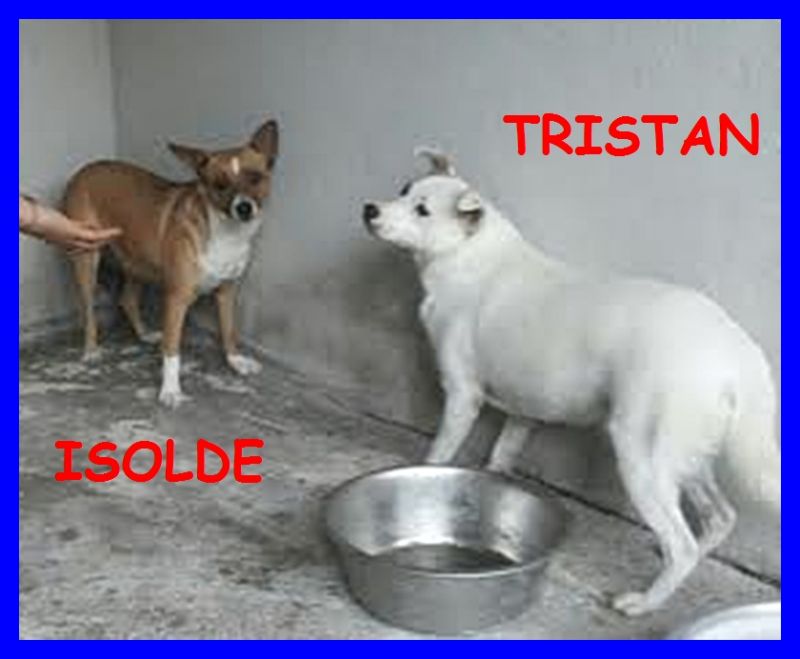 TRISTAN ED ISOLDE tg medio piccola compagni di cella
