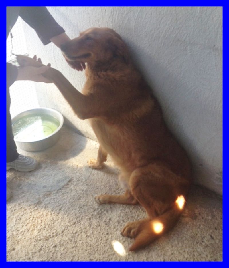 adottatoBARONE tg media un amore di cane buonissimo e affettuosissimo