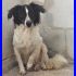 FERDY mini border ha tanto bisogno d'amore