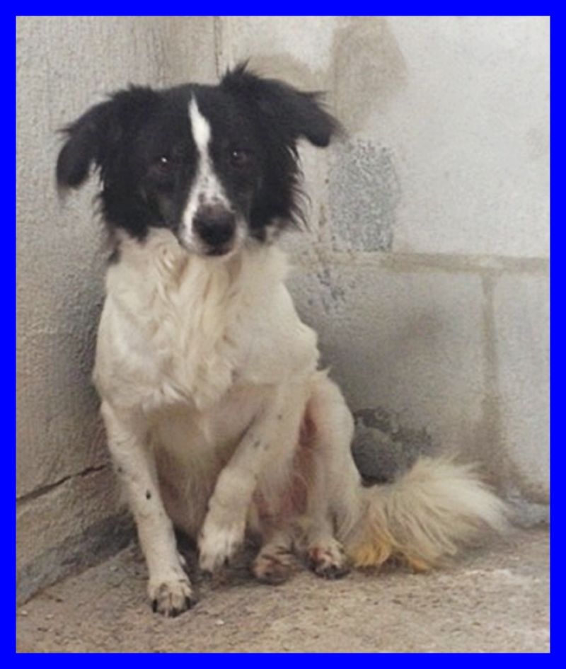 FERDY mini border ha tanto bisogno d'amore