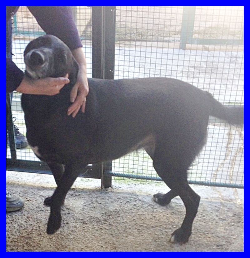 TULIPANO mix labrador con un occhio azzurro bontà infinita