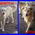 adottati AGNETHA E BJORN cuccioloni 1 anno mix labrador