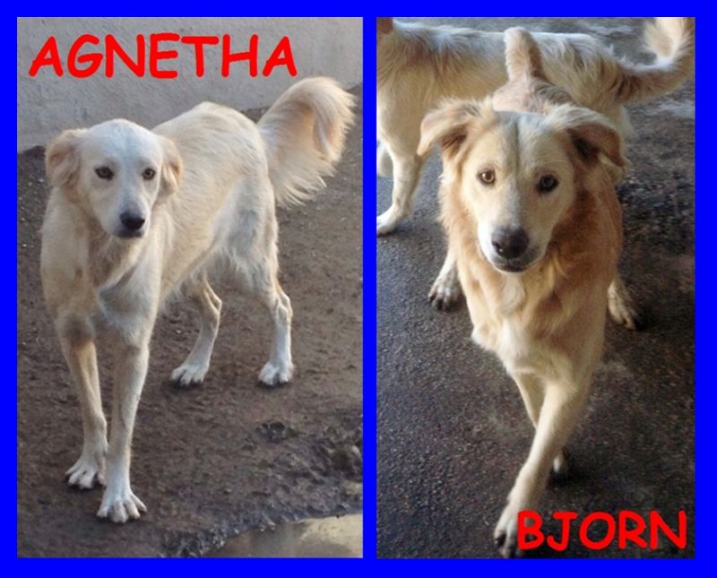 adottati AGNETHA E BJORN cuccioloni 1 anno mix labrador