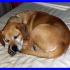 OTTO mix beagle dolcissimo cerca casa calda