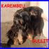 GULLIT E KAREMBEU piccoli yorkini 2 anni