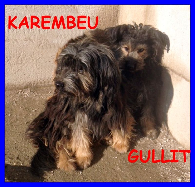 GULLIT E KAREMBEU piccoli yorkini 2 anni