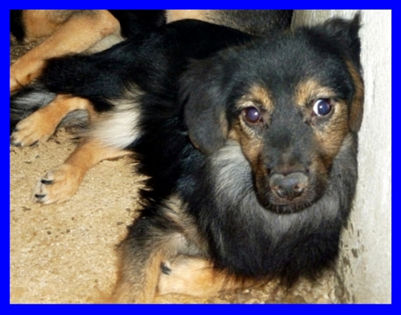 ZIGHY volpinetto 4 anni in canile da tutta la vita