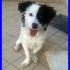 MACCHIOLINA cucciola 5 mesi mix border collie