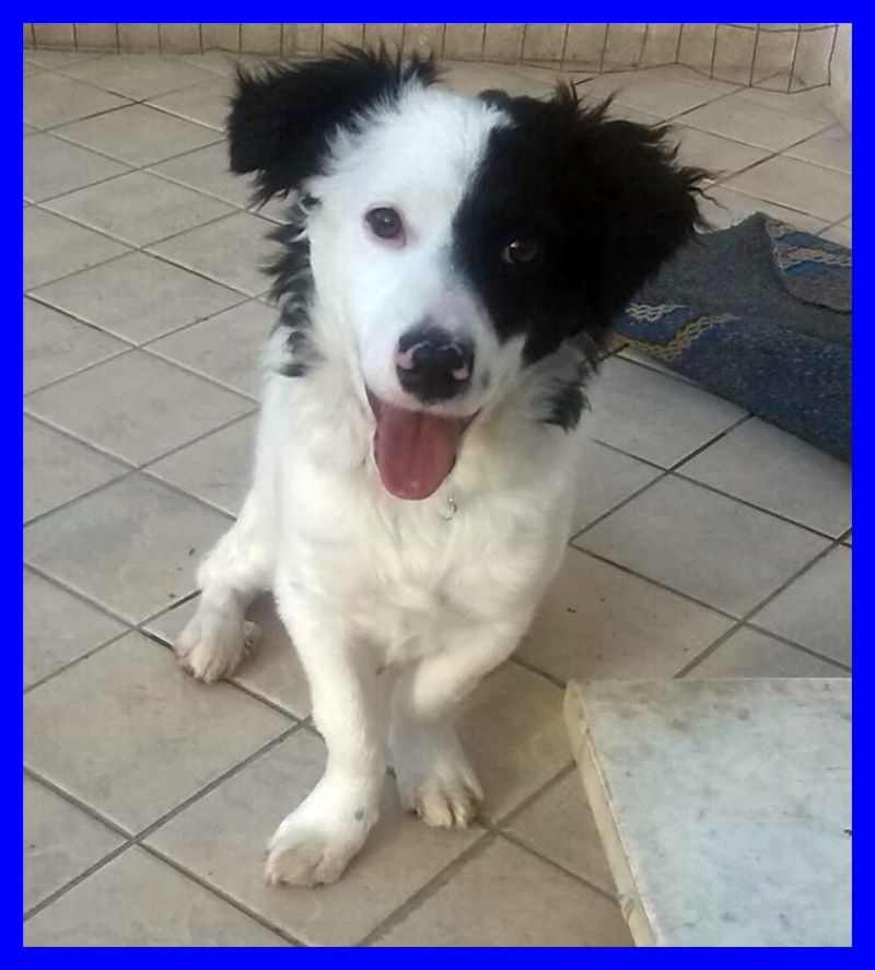 MACCHIOLINA cucciola 5 mesi mix border collie