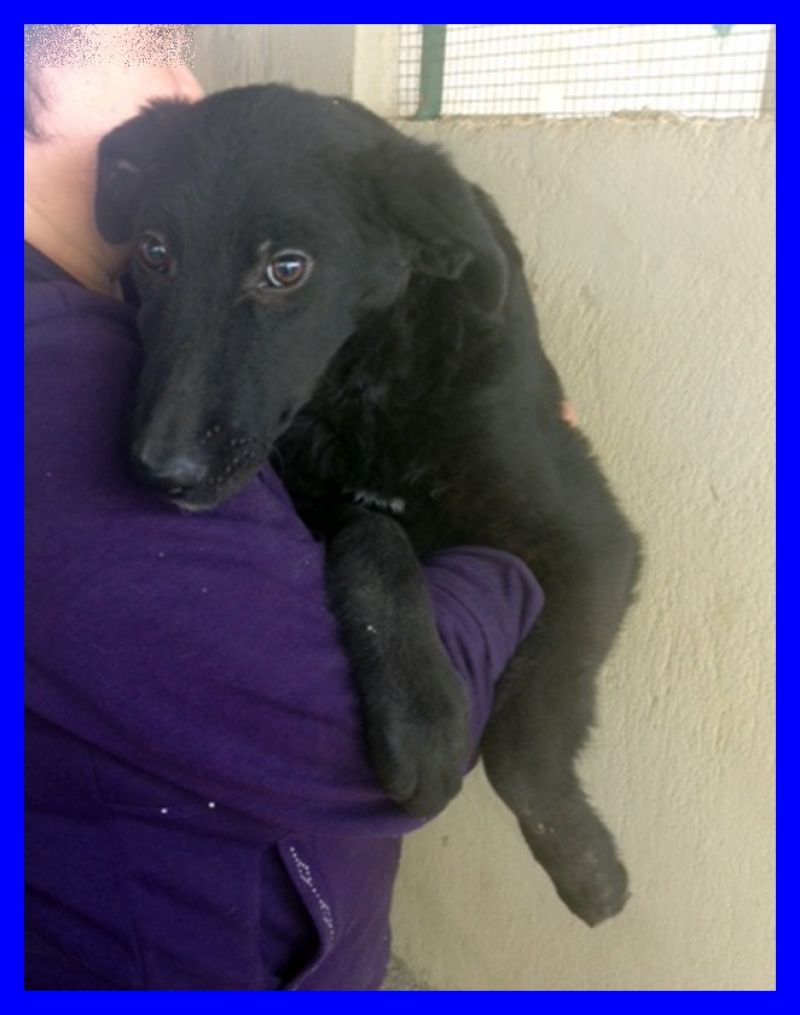 KENIA cucciolotta 6 mesi mix labrador