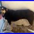 SERENELLA pinscherina 3 anni da sempre rinchiusa