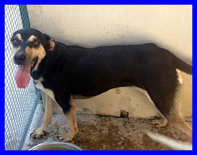 SERENELLA pinscherina 3 anni da sempre rinchiusa