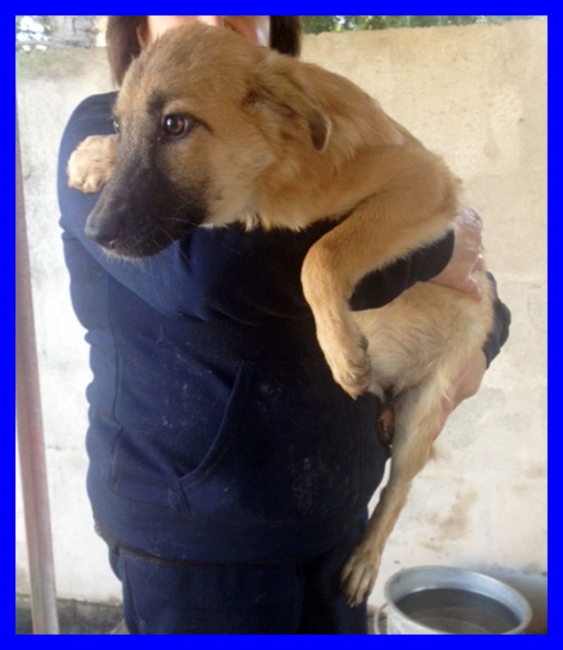 adottata VIOLA cucciola mesi non ha ancora la sua mamma umana