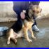 FIORELLA cagnolina dolce e remissiva